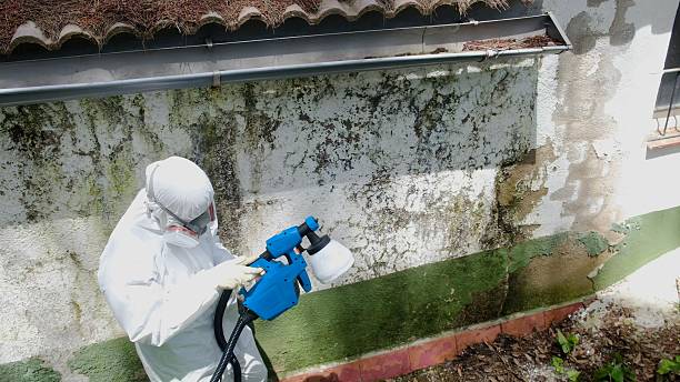 Trusted Mold Removal service in Bremerton, WA - Cheap Mold Removal